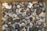 Lot: to Natural Chalcedony Nodules - Pieces #137985-2